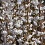 Cherry Blossom – Snow Fountain Weeping – 6ft – #15 Container
